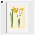 3-6_Maria-Sibylla-Merian_picture