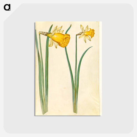 アートポストカード-Narcissus pseudonarcissus
 - マリア ジビーラ メーリアン Postcard.