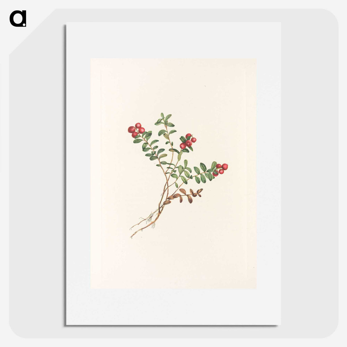 3-6_Mary-Vaux-Walcott_picture
