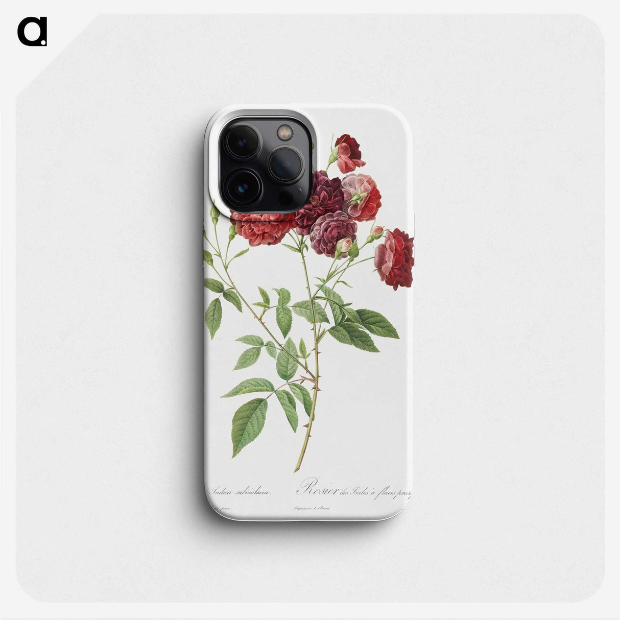 3-6_Pierre-Joseph-Redoute_phone
