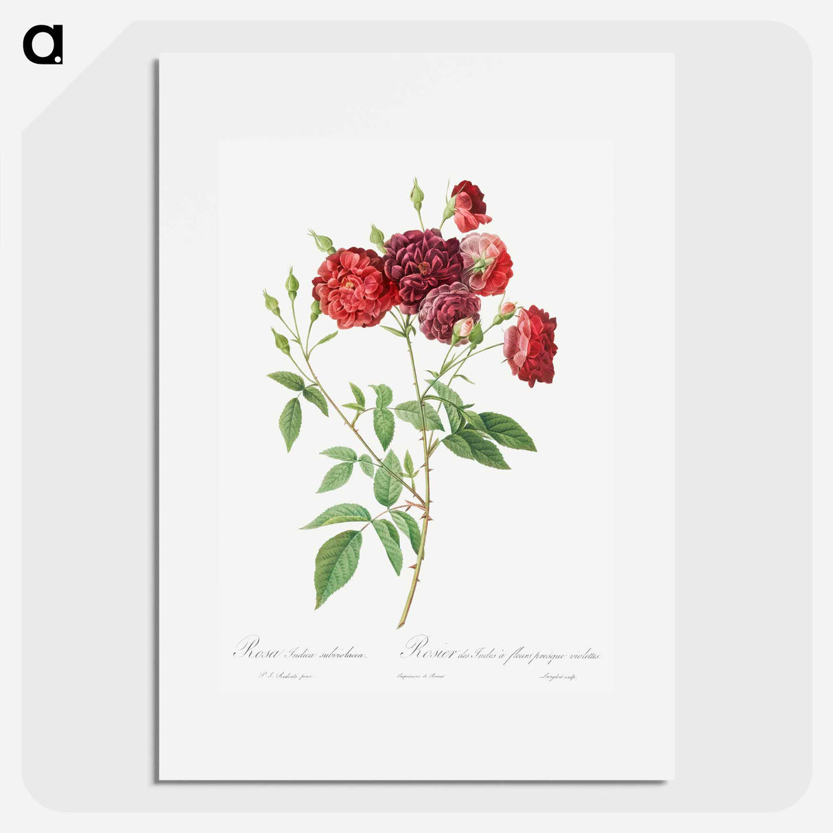 Ternaux Rose - Pierre Joseph Redouté Poster.