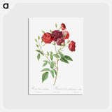 アートポストカード-Ternaux Rose - ピエール ジョゼフ ルドゥーテ Postcard.