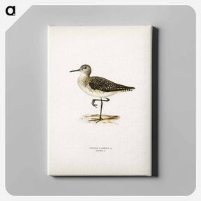 アートパネル-Wood Sandpiper
 - スヴェンスカ フォグラル Canvas.