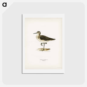 アートポストカード-Wood Sandpiper
 - スヴェンスカ フォグラル Postcard.