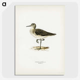 3-6_Svenska-Faglar_picture-crop