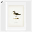 3-6_Svenska-Faglar_picture
