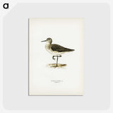 3-6_Svenska-Faglar_postcard