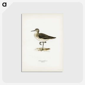 3-6_Svenska-Faglar_postcard