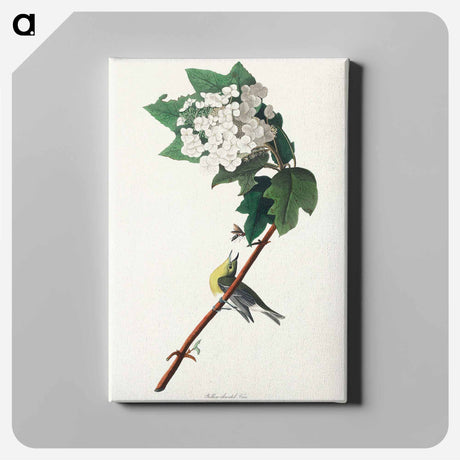 アートパネル-Yellow-throated Vireo from Birds of America
 - アメリカの鳥たち Canvas.