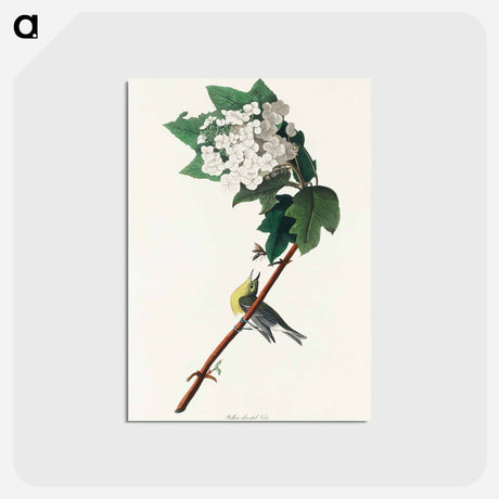 アートポストカード-Yellow-throated Vireo from Birds of America
 - アメリカの鳥たち Postcard.