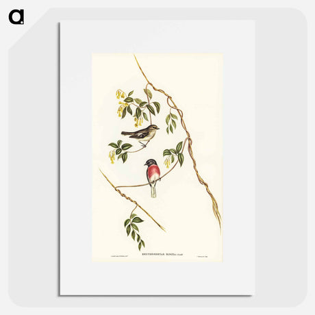 アートポスター-Rose-breasted Wood-robin
- オーストラリアの鳥 Poster.