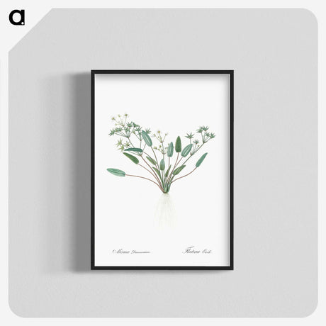 3-6_The-Lilies_blk-crop