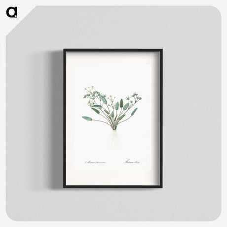 3-6_The-Lilies_blk