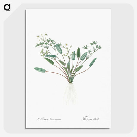 3-6_The-Lilies_picture-crop