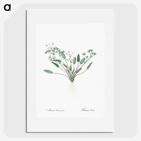 3-6_The-Lilies_picture