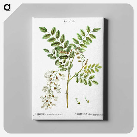 3-6_Treatise-on-Trees-and-Shrubs_canvas
