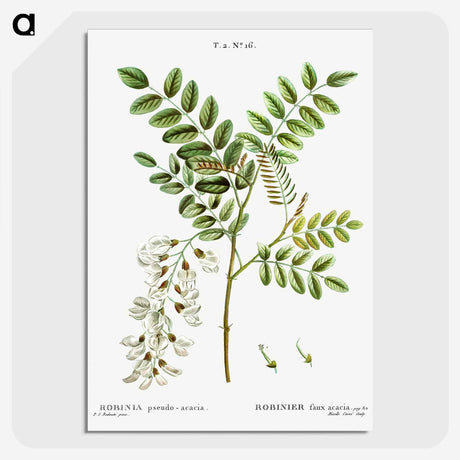 3-6_Treatise-on-Trees-and-Shrubs_picture-crop