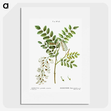 3-6_Treatise-on-Trees-and-Shrubs_picture