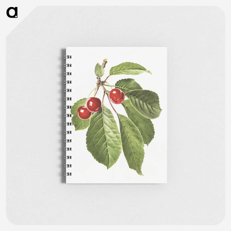 3-6_USDA-Watercolor-Fruit-Painting-Collection_memo