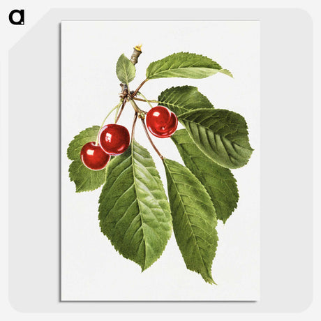 3-6_USDA-Watercolor-Fruit-Painting-Collection_picture-crop