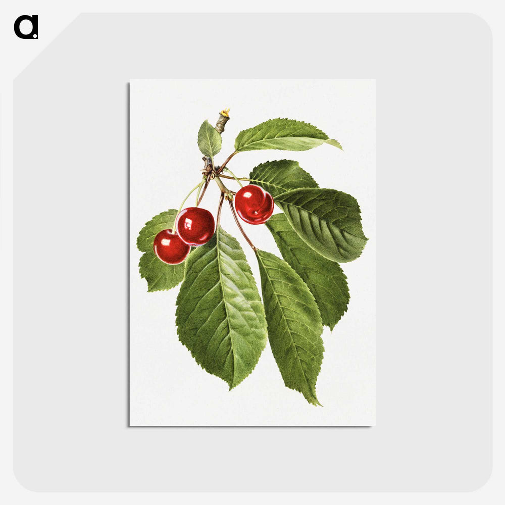 3-6_USDA-Watercolor-Fruit-Painting-Collection_postcard