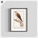 Northern goshawk - アンセルムス ボエティウス デ ブート Poster.