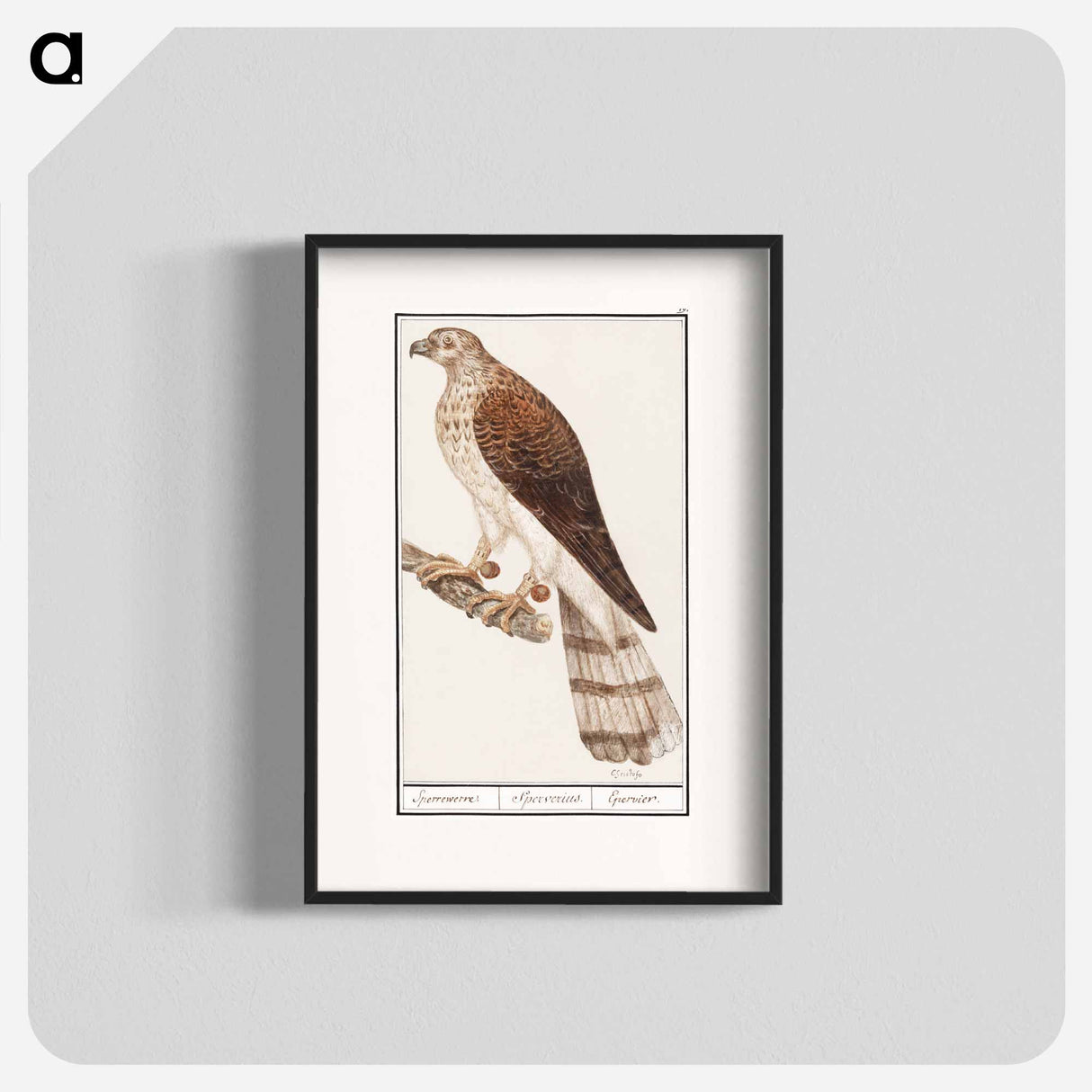 Northern goshawk - アンセルムス ボエティウス デ ブート Poster.
