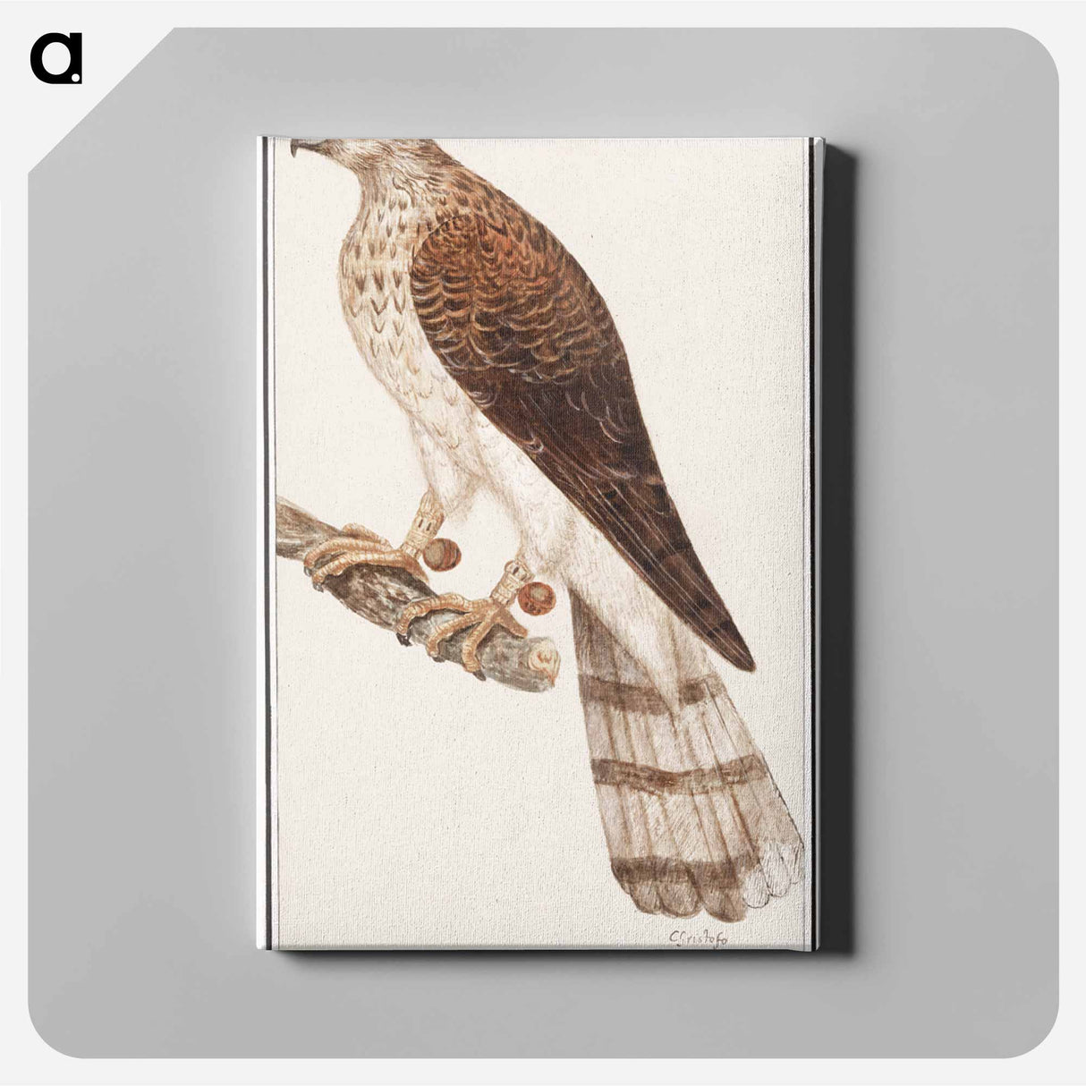 Northern goshawk - アンセルムス ボエティウス デ ブート Canvas.