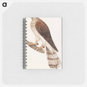 アートメモ帳-Northern goshawk - アンセルムス ボエティウス デ ブート Memo.