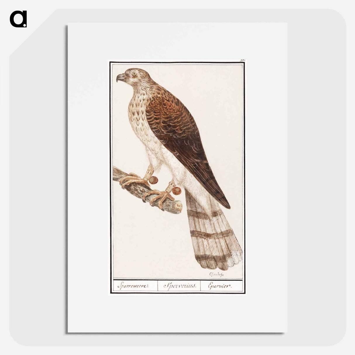 Northern goshawk - アンセルムス ボエティウス デ ブート Poster.