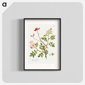 アートポスター-Dog Rose
 - クリーブランド美術館 Poster.