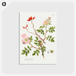 アートポストカード-Dog Rose
 - クリーブランド美術館 Postcard.