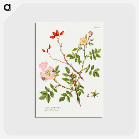 アートポストカード-Dog Rose
 - クリーブランド美術館 Postcard.