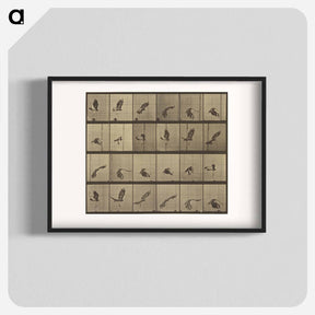 アートポスター-Animal Locomotion
 - エドワード マイブリッジ Poster.
