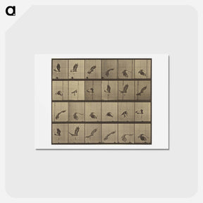 アートポストカード-Animal Locomotion
 - エドワード マイブリッジ Postcard.