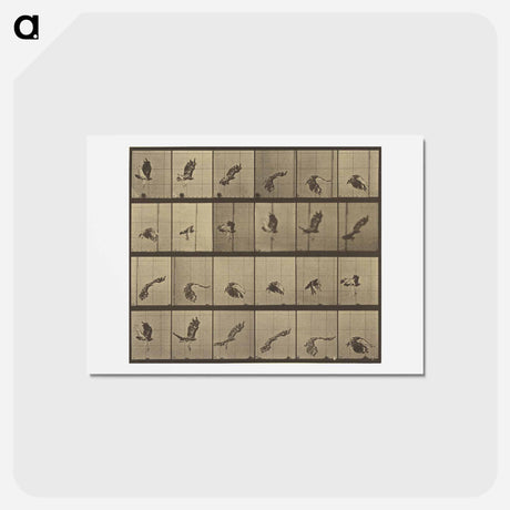 アートポストカード-Animal Locomotion
 - エドワード マイブリッジ Postcard.