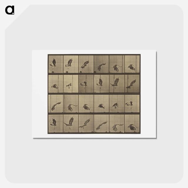 アートポストカード-Animal Locomotion
 - エドワード マイブリッジ Postcard.