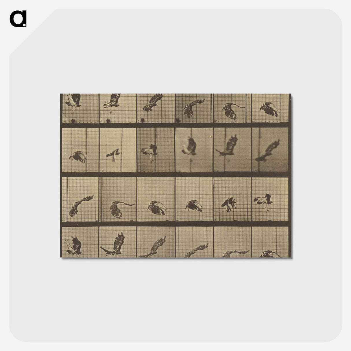 アートポストカード-Animal Locomotion
 - エドワード マイブリッジ Postcard.