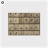 アートポストカード-Animal Locomotion
 - エドワード マイブリッジ Postcard.