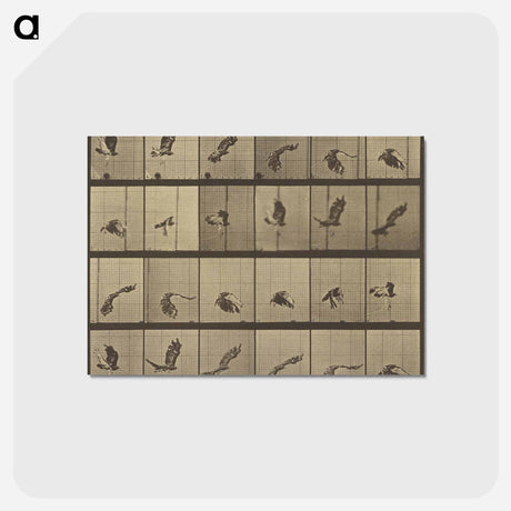 アートポストカード-Animal Locomotion
 - エドワード マイブリッジ Postcard.