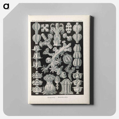 Marine life illustration - エルンスト ヘッケル Canvas.