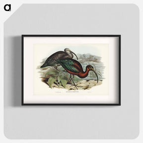アートポスター-Glossy Ibis
 - ジョン グールド Poster.