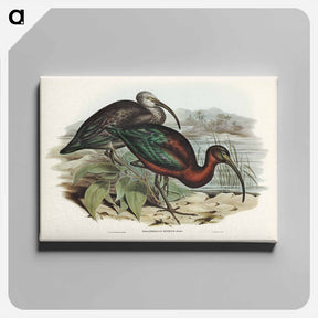 アートパネル-Glossy Ibis
 - ジョン グールド Canvas.