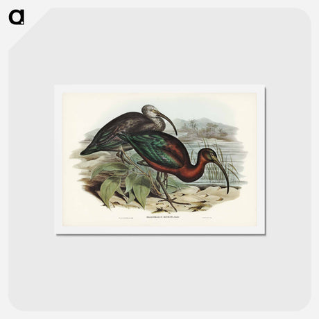 アートポストカード-Glossy Ibis
 - ジョン グールド Postcard.