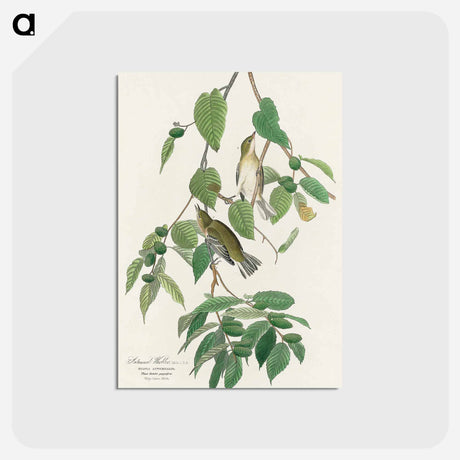 アートポストカード-Autumnal Warbler
 - ジョン ジェームス オーデュボン Postcard.