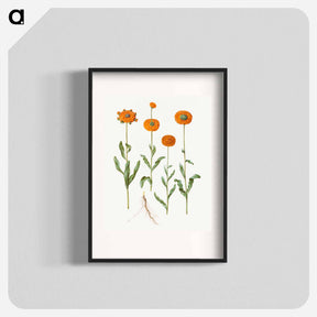 アートポスター-Calendula officinalis
 - マリア ジビーラ メーリアン Poster.