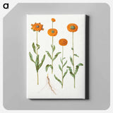 アートパネル-Calendula officinalis
 - マリア ジビーラ メーリアン Canvas.