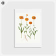 アートポストカード-Calendula officinalis
 - マリア ジビーラ メーリアン Postcard.