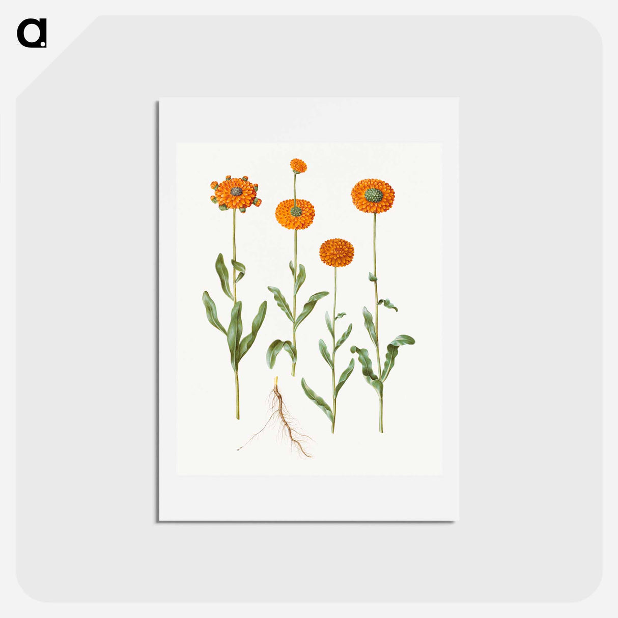 アートポストカード-Calendula officinalis
 - マリア ジビーラ メーリアン Postcard.