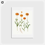 アートポストカード-Calendula officinalis
 - マリア ジビーラ メーリアン Postcard.